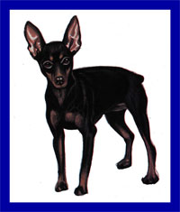 a well breed Miniature Pinscher dog